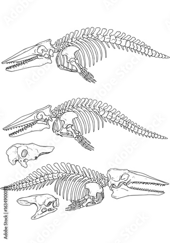 Detailed ichthyosaur fossil line art for paleontology studies or educational posters showing skeletal structure