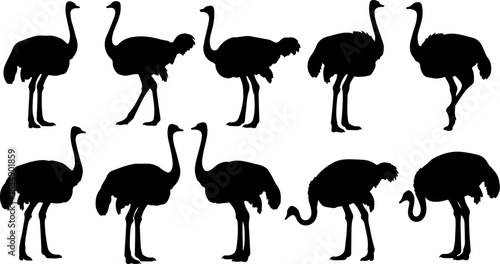 Ostrich Silhouettes in Various Standing and Walking Poses