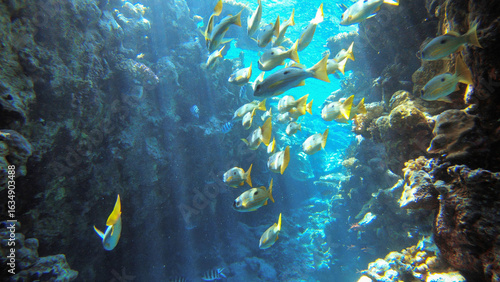 Underwater seascape on the coral reef in Red Sea, Egypt