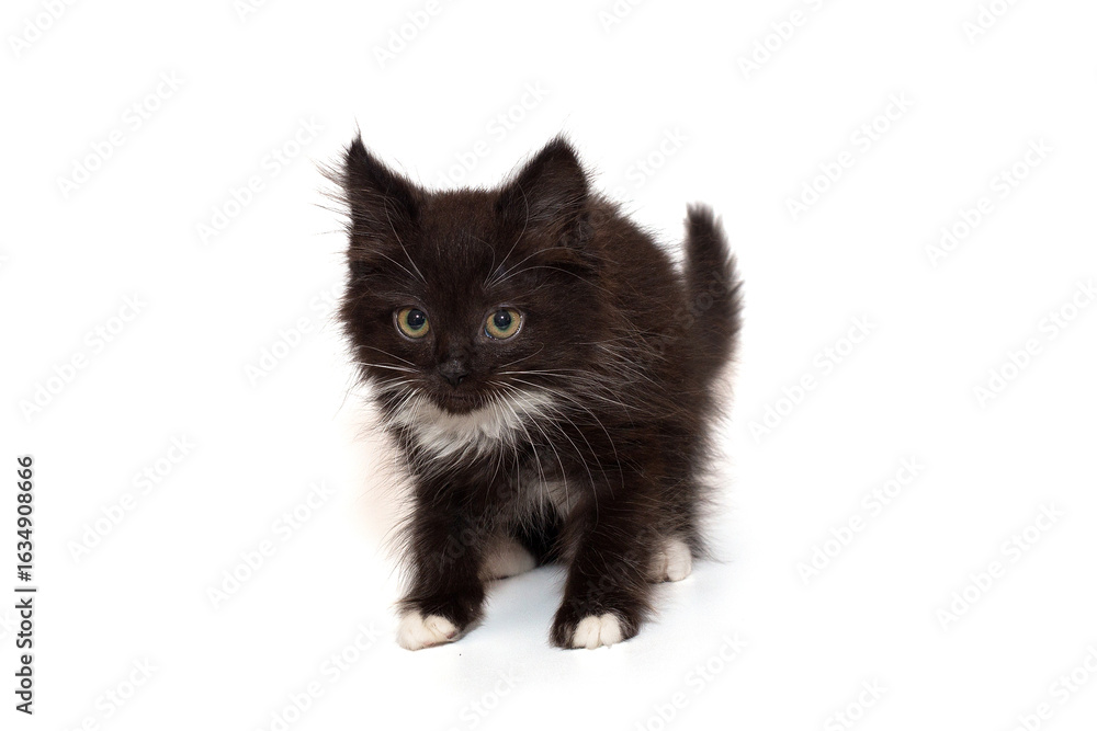 Fototapeta premium Cute black kitten, mongrel