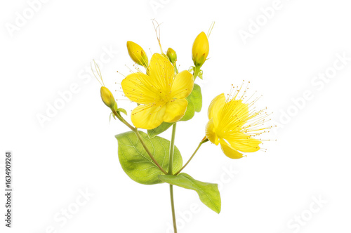 St. John's wort closeup