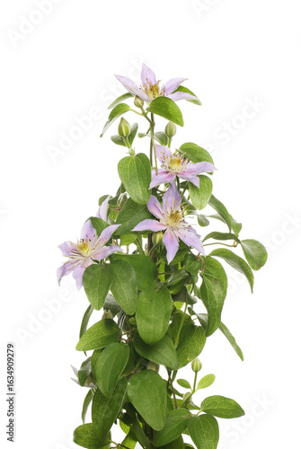 Flowering clematis plant