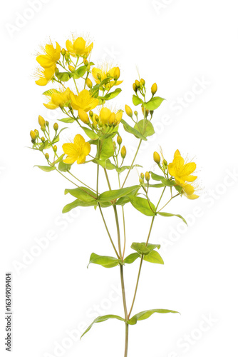 Perforate St. John's wort
