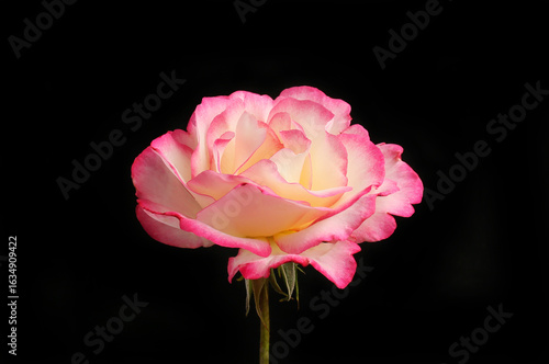Pink rose against black