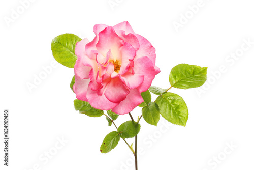 Pink rose and leaves