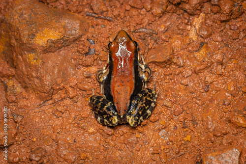 Fungoid frog, Hylarana malabarica, Phansad, Maharashtra, India