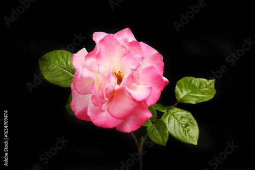 Pink rose and leaves black