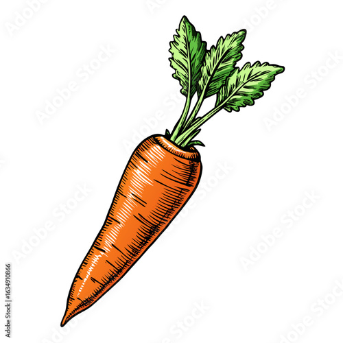 Hand drawn illustration of a fresh orange carrot with green leaves