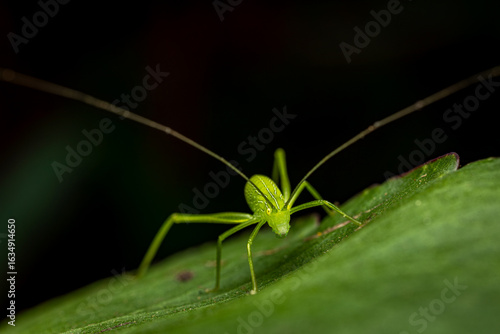 Bush crickets, leaf catydids, Phansad, Maharashtra, India