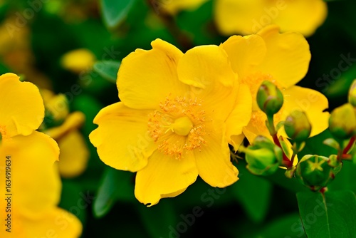 Hypericum patulum, St. John's Wort