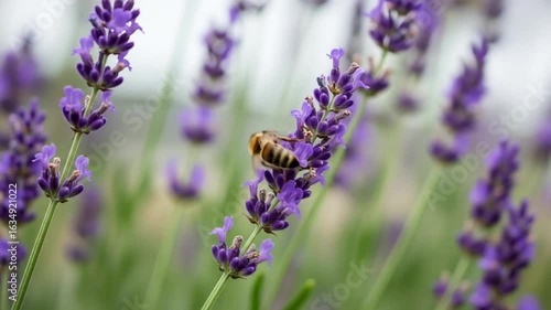 Busy bee collecting nectar from vibrant purple lavender flowers in a sunlit field, capturing nature's delicate process
