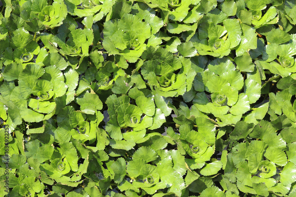 Water chestnut on a pond. Green leaves of water chestnut, natural background. Densely growing aquatic plants. Top view. A plant that grows in stagnant and slow-flowing waters. Green natural background Water chestnut on a pond. Green leaves of water chestnut, natural background. Densely growing aquatic plants. Top view. A plant that grows in stagnant and slow-flowing waters. Green natural background