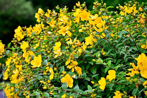 Hypericum patulum, St. John's Wort bush