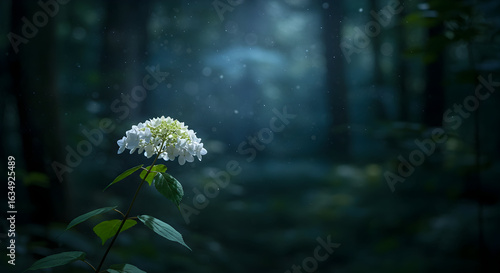 A delicate white Hydrangea on its stem in a forest understory, with dappled moonlight. Soft and luminous