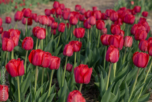 Blooming Red Fringed Tulips in a Field with Dense Green Leaves During Springtime
