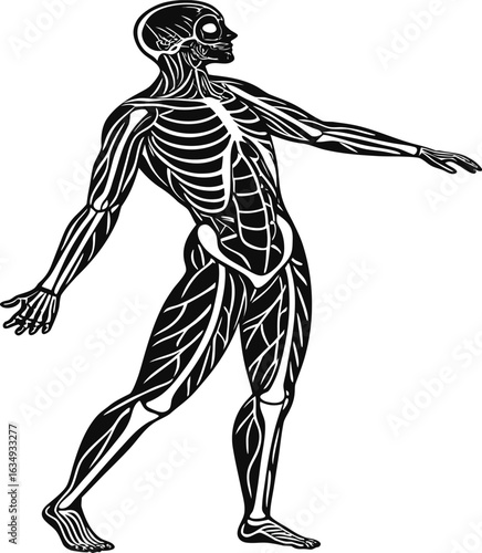 Human anatomy illustration detailed muscular and skeletal system black and white medical vector perfect for education health projects