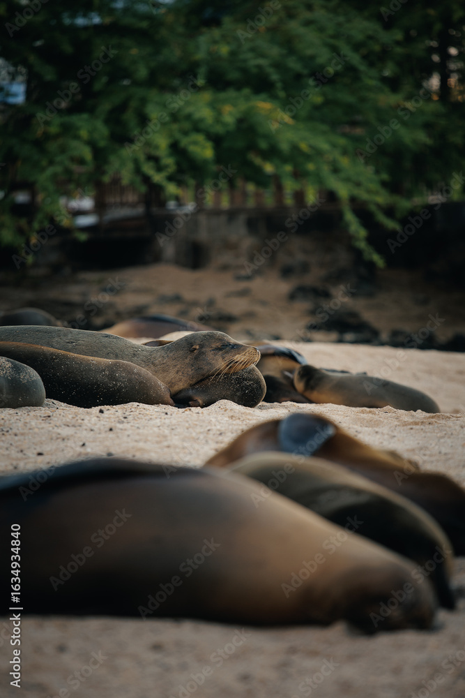 Fototapeta premium sea lion on the beach