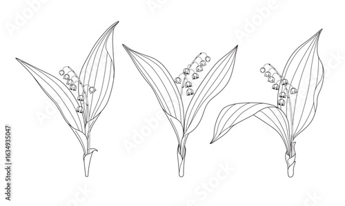 Flowering Lily of the Valley Outline Drawing