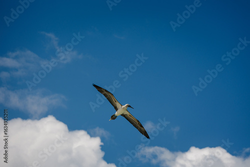 osprey in flight