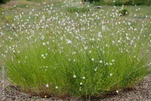Gaura lindheimeri - whirling butterflies in the garden