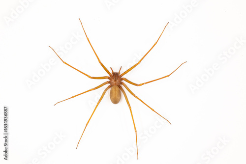 Violin spider (Loxosceles rufescens) — also known as Mediterranean recluse or fiddle-back spider — inside a house in Sagunto, Spain