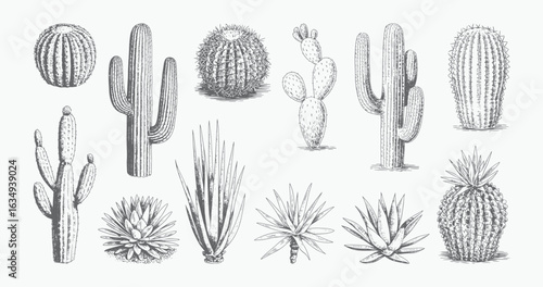 Vintage cactus and succulent variety in sketch style. Botanical illustration of assorted desert cactus plants.