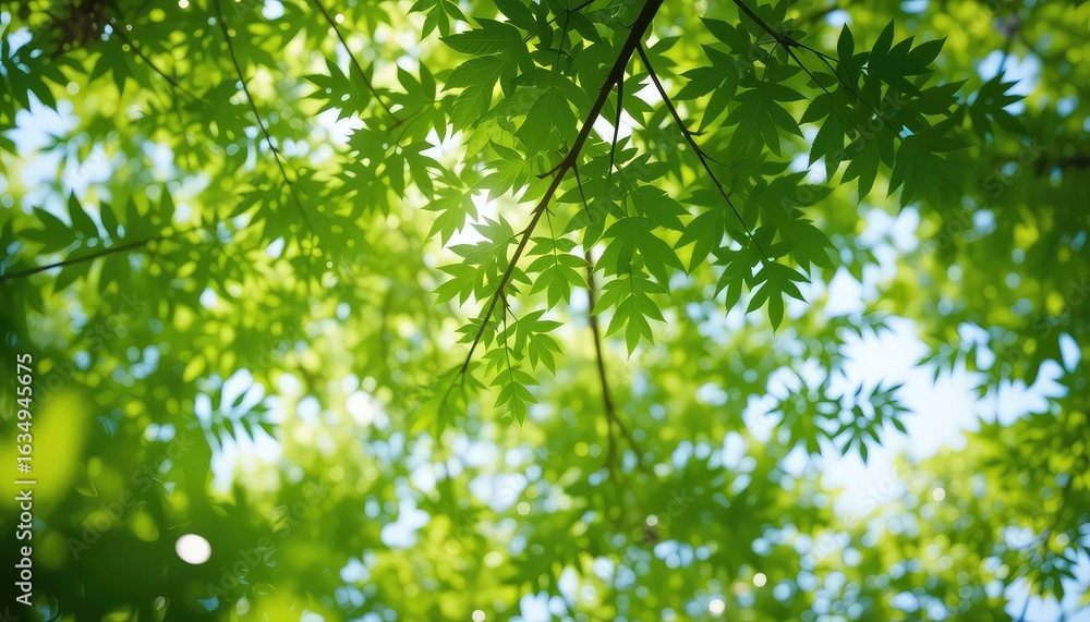 Fototapeta premium Gentle light filters through the dense canopy of vibrant, refreshing green leaves creating a natural and tranquil atmosphere