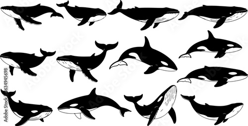 Collection of Whale and Orca Silhouettes in Various Poses