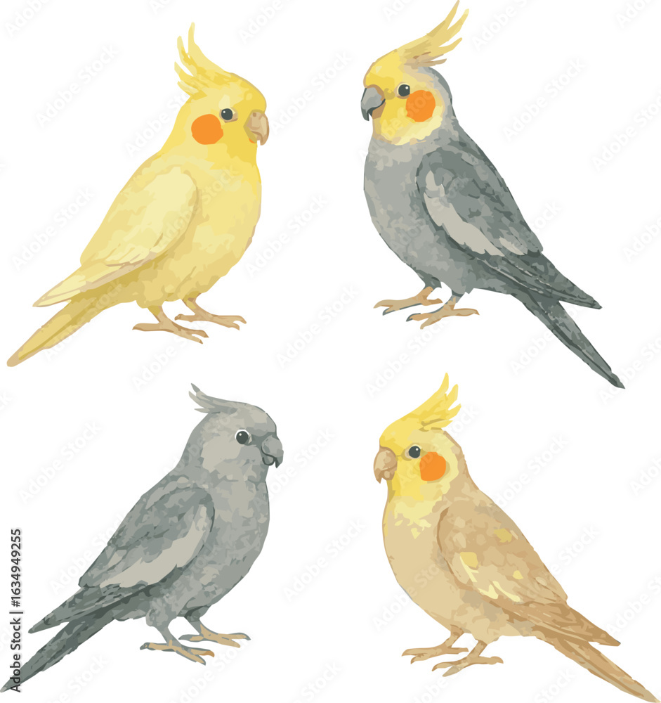 Fototapeta premium Collection of Vector adorable watercolor illustrations of cockatiel corella bird varietes