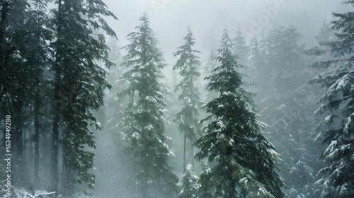 Fototapeta Naklejka Na Ścianę i Meble -  Snow falling on snow covered evergreen trees in a misty forest snowfall winter