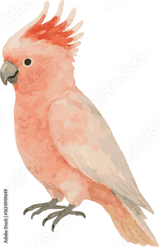 Vector adorable watercolor illustration of a Major Mitchell's cockatoo