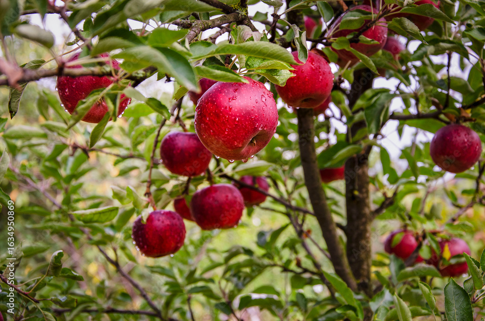 Obraz premium Red apples on a tree after rain, growing in the garden.