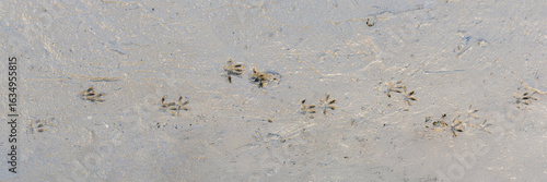 European water vole fingerprint track in the mud of a fingerprint trap. Anterior 2 cm long and 2.5 cm in wide. Posterior 3 cm long and 2.5 cm wide. Stride interval varies between 14 and 16.5 cm long.