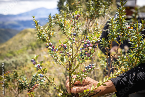 Pichincha Province, Quito, Ecuador - July 5, 2025: Plant and fruit of the Ecuadorian mortiño, mountain grape or Andean blueberry, on the Pasochoa Volcano, in the Pasochoa Wildlife Refuge.