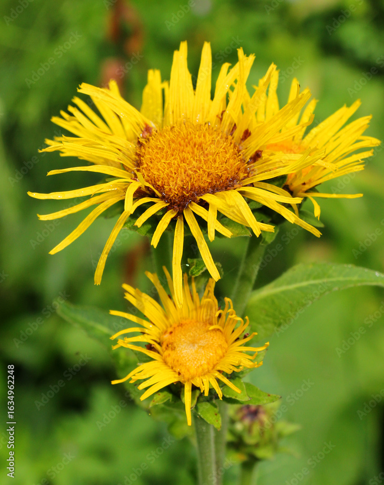 Fototapeta premium Inula helenium grows in the wild