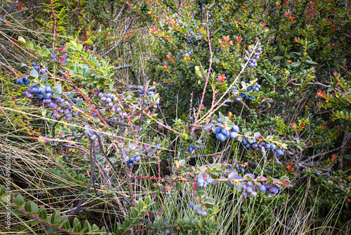 Pichincha Province, Quito, Ecuador - July 5, 2025: Plant and fruit of the Ecuadorian mortiño, mountain grape or Andean blueberry, on the Pasochoa Volcano, in the Pasochoa Wildlife Refuge.