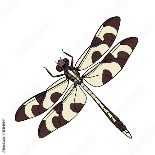 Rewove spotted skimmer vector on white background.01