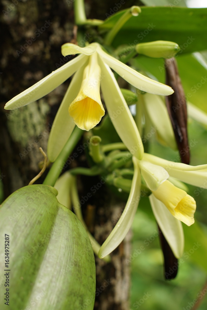 Obraz premium Close up of flowers of vanilla cobanensis or cribbiana 