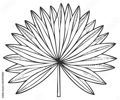 Hand drawn fan palm leaf illustration. Black and white tropical frond line art for botanical and summer design.