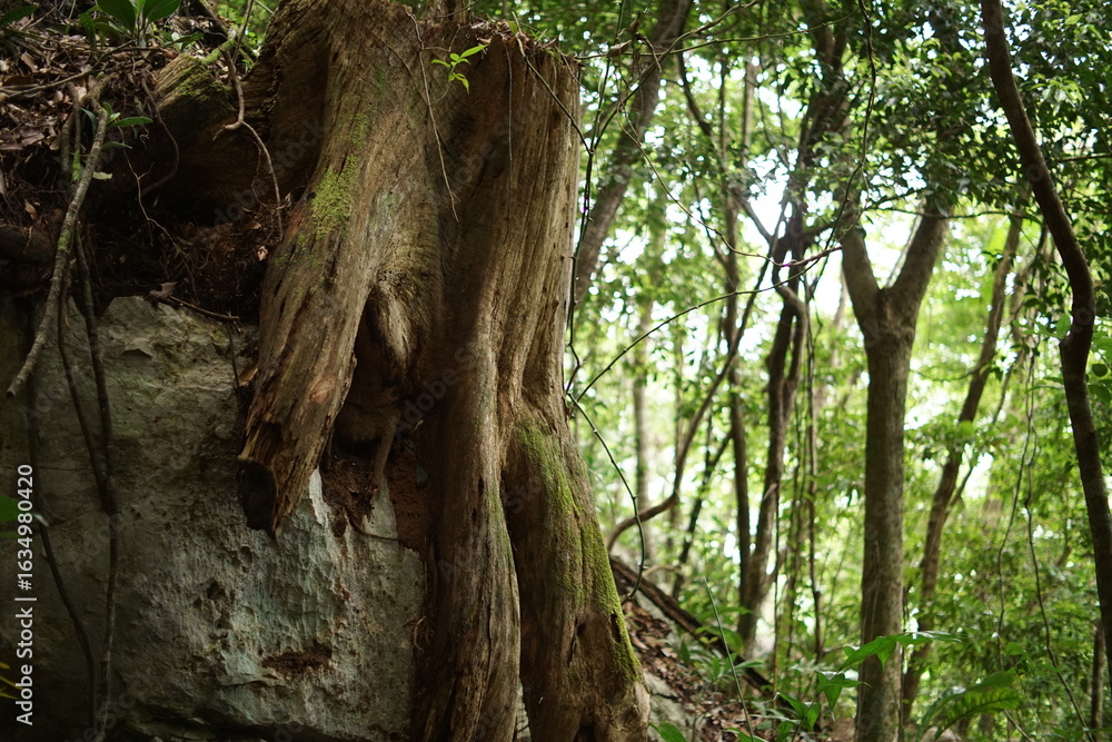 Fototapeta premium Hiking trail to Seacacar Nature Reserve near El Estor, Izabal, Guatemala