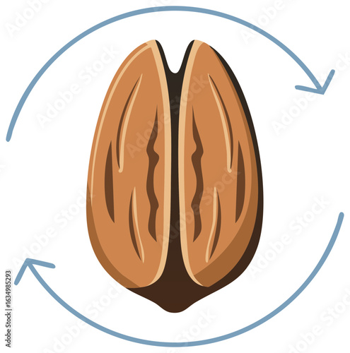 Pecan Nut Divided in Half with Circular Arrows Illustrating Process Flow