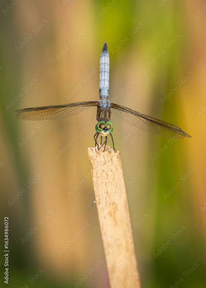 Fototapeta premium close up of a dragonfly