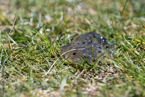 Photography Common Frog (Rana temporaria) Spawn in Grass, North Bull Island, Dublin, Ireland
