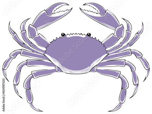 Detailed purple crab illustration with large open claws in a symmetrical pose