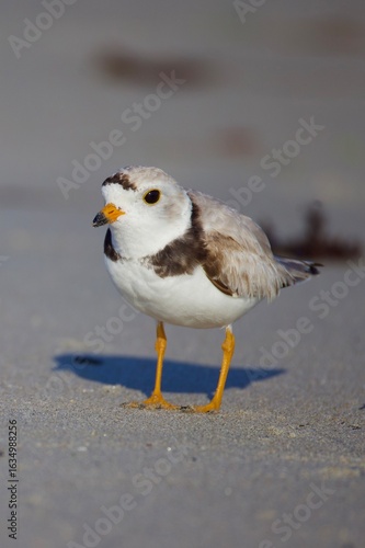 piping plover portrait