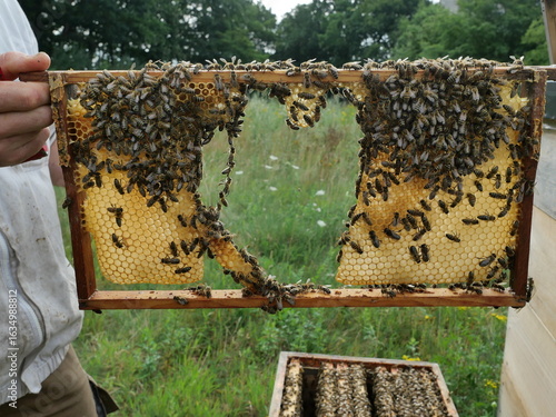 Bees form a chain in the comb frame for wax handling and bridging. Natural behavior in the beehive. Copyspace
