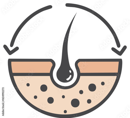 Hair follicle regeneration and growth vector illustration