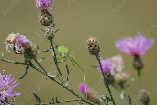 Wall Mural Close-up of a sickle-bearing bush-cricket clinging to a spotted knapweed stem, facing the camera, against a softly blurred light green background on a cloudy summer day