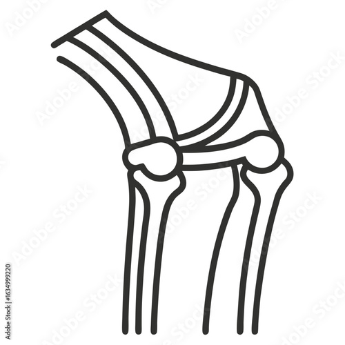 Human knee joint anatomy diagram bones cartilage