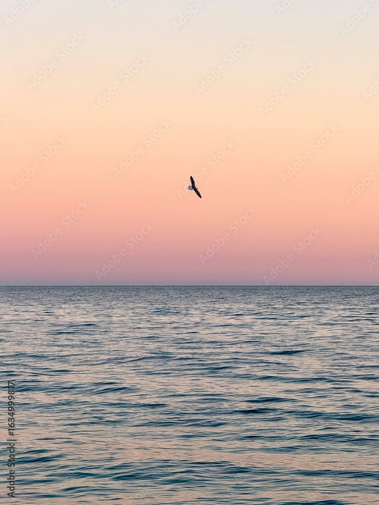 Obraz premium A peaceful scene of a seagull gliding above the calm sea during sunset. Warm light, ocean breeze, and graceful motion capture the essence of coastal freedom